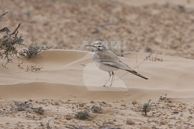 Witbandleeuwerik volwassen staand; Greater Hoopoe Lark adult standing stock-image by Agami/Daniele Occhiato,