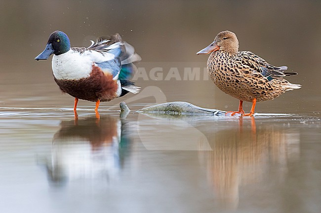 Male Northern Shoveler (Spatula clypeata) in Italy. stock-image by Agami/Daniele Occhiato,
