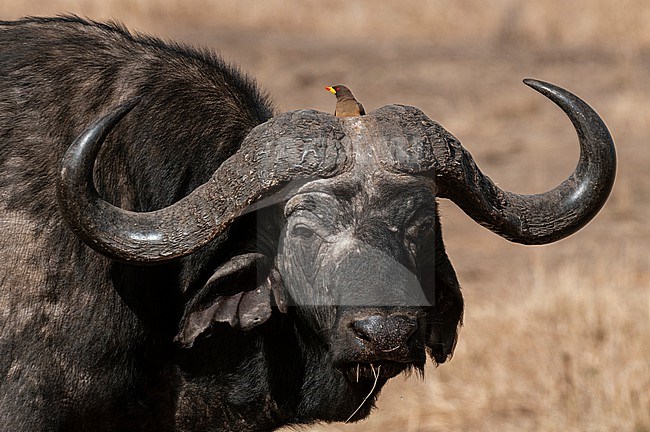 A yellow-billed oxpecker, Buphagus africanus, on the head of a male Cape buffalo, Syncerus caffer. Masai Mara National Reserve, Kenya. stock-image by Agami/Sergio Pitamitz,