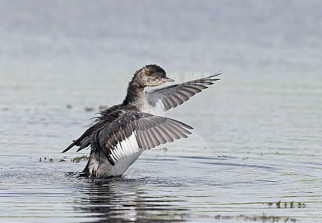 Young Slavonian Grebe (Podiceps auritus) swimming in lake in Finland. Flapping its wings. stock-image by Agami/Tomi Muukkonen,