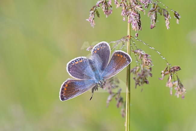 Icarusblauwtje opwarmend, Butterfly warming stock-image by Agami/Reint Jakob Schut,