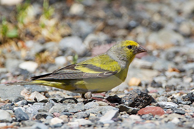 Citroenkanarie; Citril Finch in the Spanish Pyrenees stock-image by Agami/Karel Mauer,