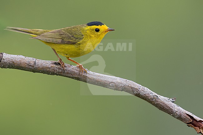 Wilson's Warbler (Cardellina pusilla) Perched on a branch in Alaska stock-image by Agami/Dubi Shapiro,