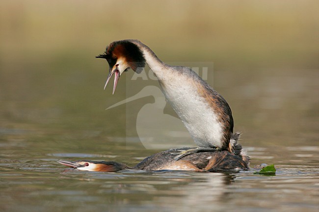 Futen parend; Great Crested Grebes mating stock-image by Agami/Menno van Duijn,