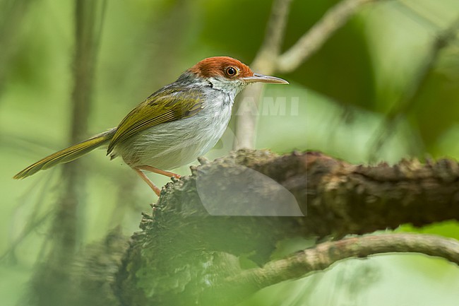Visayan Tailorbird (Orthotomus castaneiceps) Perched on a branch in Philippines stock-image by Agami/Dubi Shapiro,