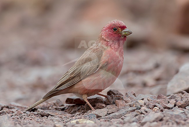 Male Sinai Rosefinch (Carpodacus synoicus) in Wadit at  Amram’s Pillars near Eilat, Israel. stock-image by Agami/Marc Guyt,
