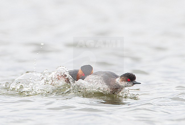 Adult Black-necked Grebes (Podiceps nigricollis) in breeding plumage fighting on a lake in Spain. stock-image by Agami/Marc Guyt,