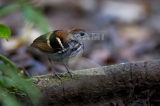 Birds of Peru, a Banded Antbird stock-image by Agami/Dubi Shapiro,