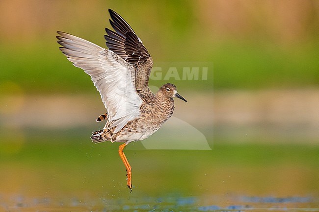 Ruff (Philomachus pugnax), side view of an adult female in flight. stock-image by Agami/Saverio Gatto,