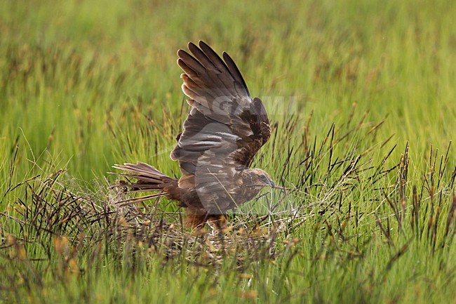 Vrouwtje Bruine Kiekendief op het nest; Female Marsh Harrier on the nest stock-image by Agami/Daniele Occhiato,