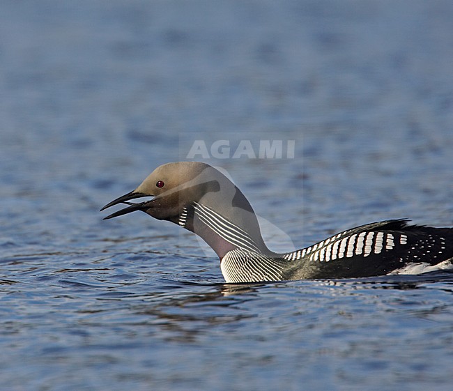 Black-throated Diver summerplumage in water; Parelduiker zomerkleed in water stock-image by Agami/Markus Varesvuo,