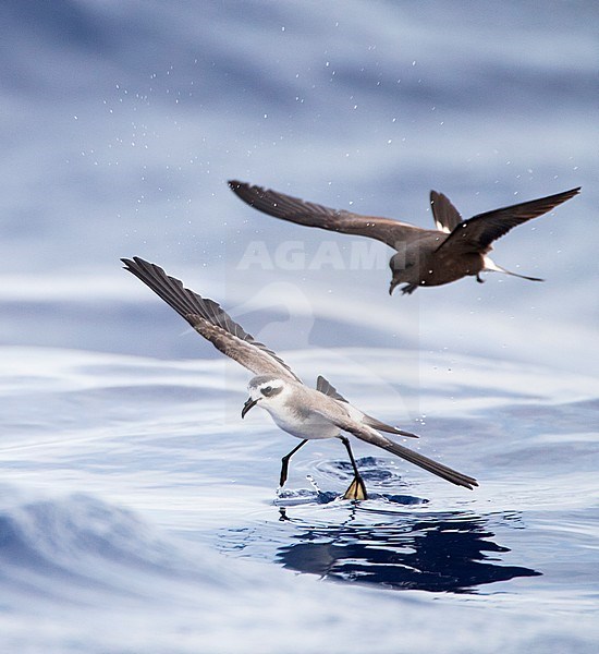 White-faced Storm-Petrel (Pelagodroma marina) foraging off Madeira islands stock-image by Agami/Marc Guyt,