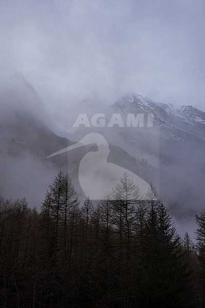Trees in fog on Gran Paradiso National Park. Aosta, Val Savarenche, Gran Paradiso National Park, Italy. stock-image by Agami/Sergio Pitamitz,