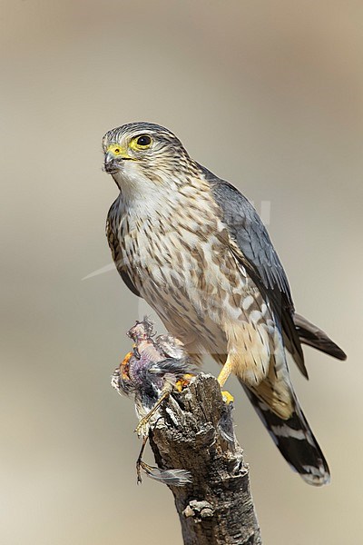 Adult male American Merlin (Falco columbarius columbarius) wintering in Riverside County, California, in November. Perched on a dead branch against a brown background. stock-image by Agami/Brian E Small,
