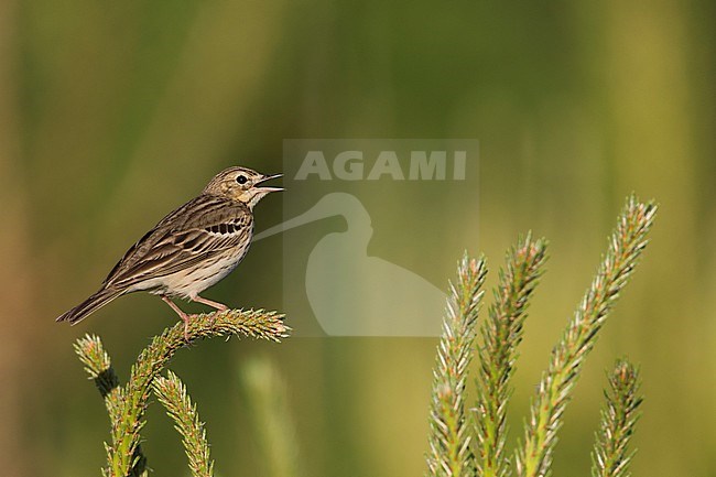 Tree Pipit - Baumpieper - Anthus trivialis ssp. trivialis, Russia stock-image by Agami/Ralph Martin,