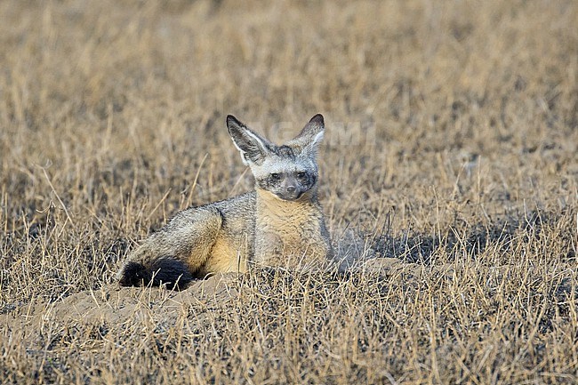 Bat-eared fox (Otocyon megalotis) in Tanzania. stock-image by Agami/Pete Morris,