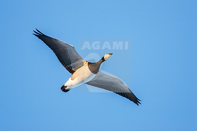 Brandgans in de vlucht; Barnacle Goose in flight stock-image by Agami/Menno van Duijn,