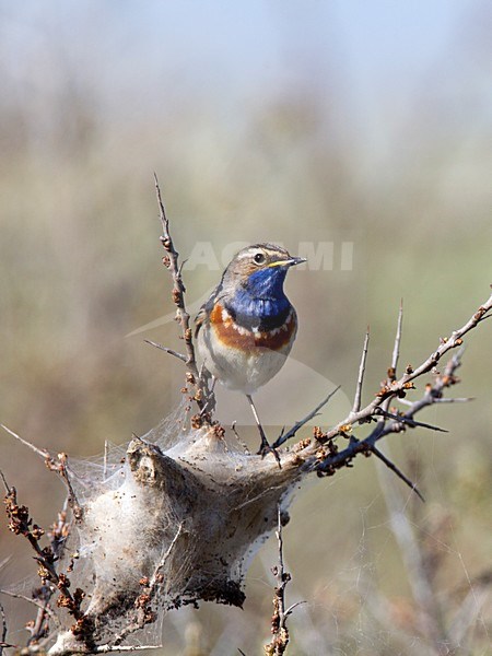 Blauwborst zittend in Duindoorn, White-spotted Bluethroat perched in Sea-buckthorn stock-image by Agami/Roy de Haas,