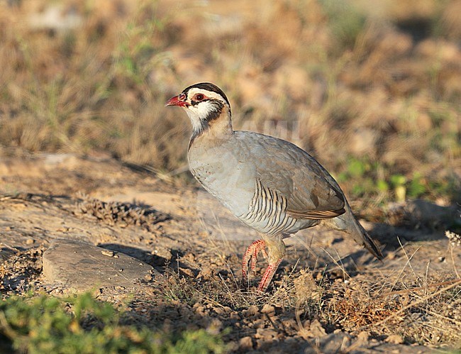 Arabian Partridge (Alectoris melanocephala) at Wadi Shaboon, Salalah, in Oman. stock-image by Agami/Aurélien Audevard,