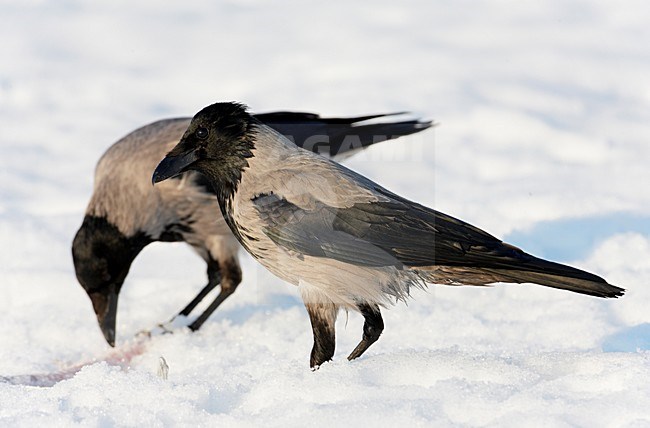 Bonte Kraai in de sneeuw; Hooded Crow in snow stock-image by Agami/Markus Varesvuo,