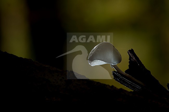  stock-image by Agami/Rob de Jong,