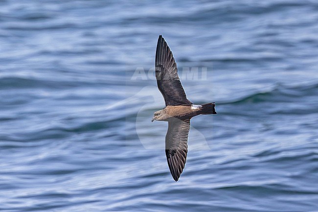 Galapagos Band-rumped Storm Petrel  (Hydrobates castro bangsi) on the Galapagos Islands, part of the Republic of Ecuador. Either Darwin's or Spear's Storm Petrel. stock-image by Agami/Pete Morris,