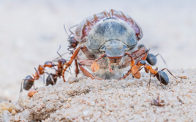 European red wood ants (Formica polyctena) with dead Common cockchafer (Melolontha melolontha) stock-image by Agami/Lennart Verheuvel,