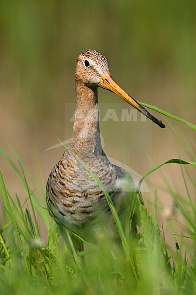 Grutto in weiland; Black-tailed Godwit in meadow stock-image by Agami/Marc Guyt,