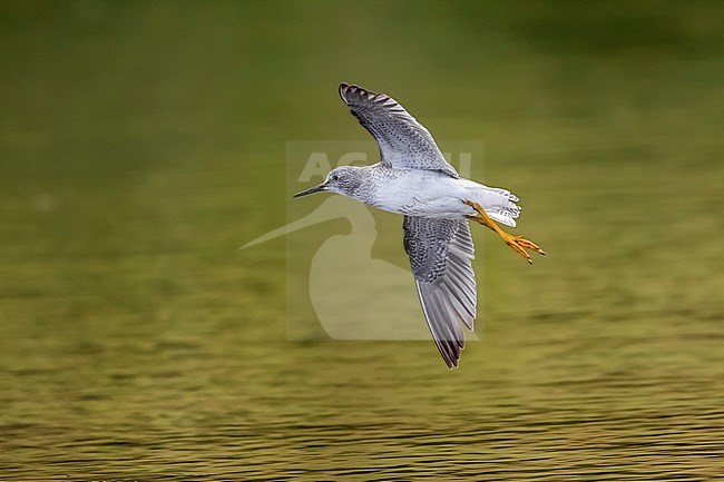Juvenile Lesser Yellowlegs flying over Cabo da Praia, Terceira, Azores. October 2017. stock-image by Agami/Vincent Legrand,