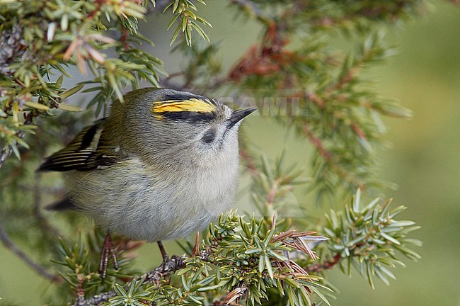 Goldcrest (Regulus regulus) on Utö island in Finland. stock-image by Agami/Markus Varesvuo,