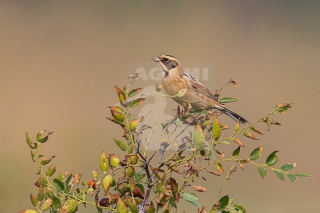 Japanse Rietgors; Ochre-rumped Bunting stock-image by Agami/Daniele Occhiato,
