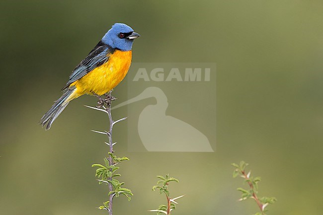 Blue-and-yellow Tanager (Rauenia bonariensis) Perched on a branch in Argentina stock-image by Agami/Dubi Shapiro,