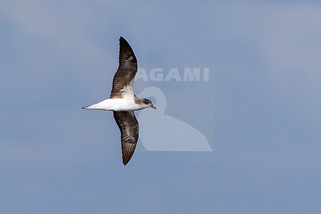 Desertastormvogel in vlucht; Deserta's Petrel in flight stock-image by Agami/David Monticelli,