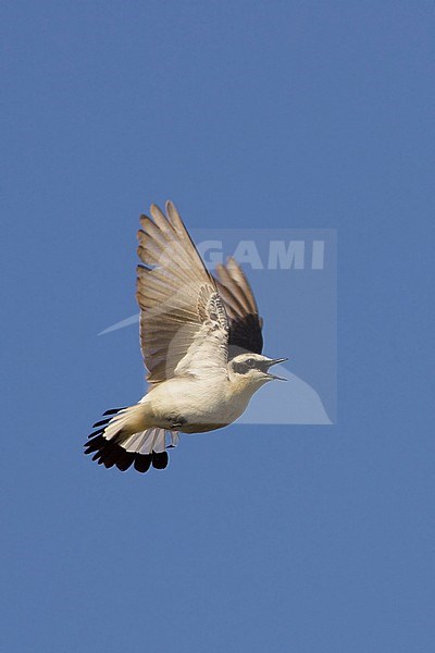 Tapuit, Northern Wheatear, Oenanthe oenanthe stock-image by Agami/Tomi Muukkonen,