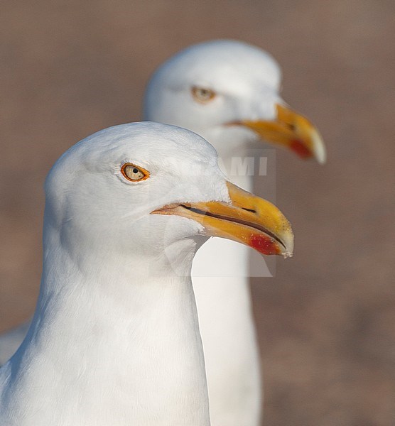 Pair of adult European Herring Gulls (Larus argentatus) on a parking lot on  Wadden island Texel in the Netherlands. Waiting for tourist to hand over scraps. stock-image by Agami/Marc Guyt,