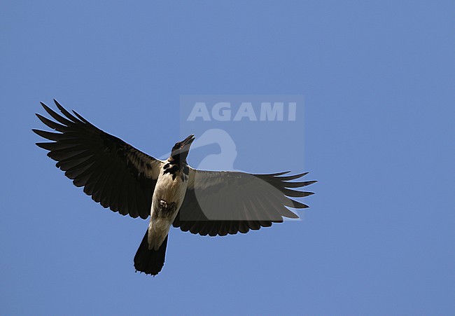 Mesopotamian Crwo, Corvus corone ssp. capellanus stock-image by Agami/James Eaton,
