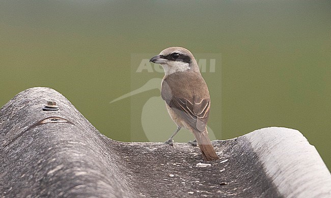 Brown Shrike (Lanius cristatus) wintering in Thailand. Seen on the back, looking over its shoulder. stock-image by Agami/Brian Sullivan,