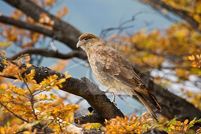 Chimango zittend op een tak; Chimango Caracara perched on a branch stock-image by Agami/Marc Guyt,