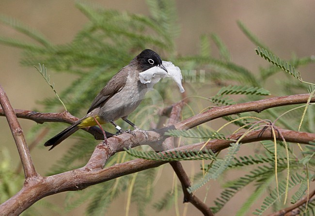 Arabische Buulbuul met nestmateriaal; White-spectacled Bulbul with nesting material stock-image by Agami/Markus Varesvuo,
