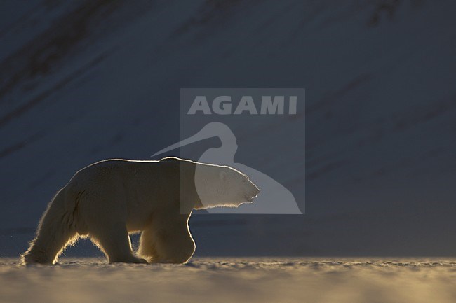 IJsbeer, Polar Bear, Ursus maritimus stock-image by Agami/Pieter-Jan D'Hondt ,