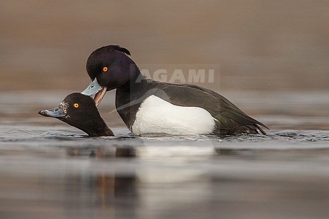 kuifeend parend; Tufted duck mating; stock-image by Agami/Walter Soestbergen,