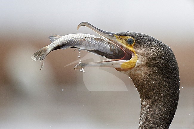 Aalscholver vis etend; Great Cormorant eating a fish stock-image by Agami/Markus Varesvuo,