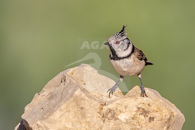 Crested Tit sitting on a rock stock-image by Agami/Onno Wildschut,