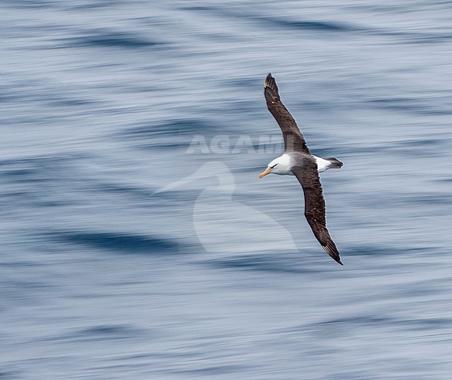 Campbell Albatross (Thalassarche impavida), also known as Campbell Mollymawk, in flight above the southern Pacific ocean of New Zealand. stock-image by Agami/Marc Guyt,