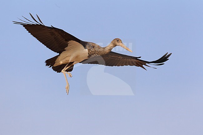 Juveniele Zwarte Ooievaar in de vlucht; Juvenile Black Stork in flight stock-image by Agami/Daniele Occhiato,