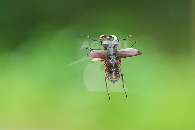 Stag beetle (Lucanus cervus) in flight stock-image by Agami/Lennart Verheuvel,