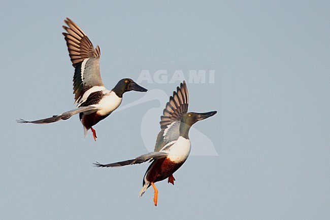 Mannetjes Slobeend vechtend in de vlucht; Male Northern Shovelers fighting in flight stock-image by Agami/Markus Varesvuo,