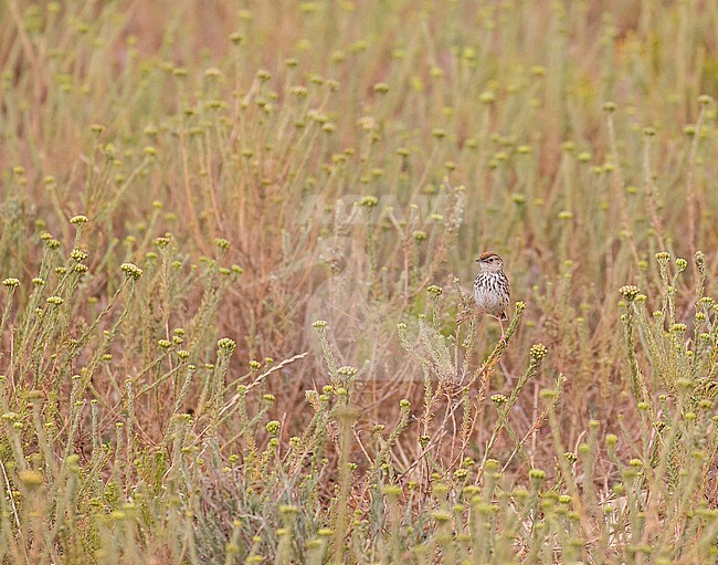 Cloud Cisticola (Cisticola textrix) in South Africa. stock-image by Agami/Pete Morris,