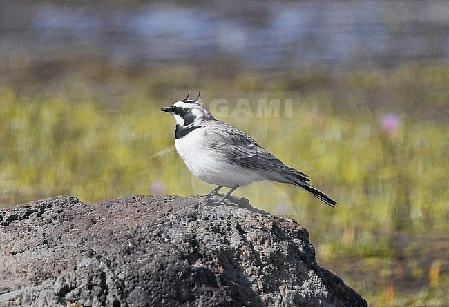 Caucasian Horned Lark (Eremophila penicillata) is sometimes regarded as a separate species. stock-image by Agami/Eduard Sangster,