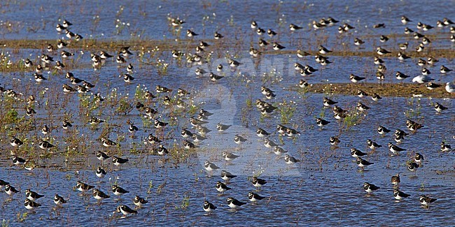 Kievit groep rustend in water; Northern Lapwing flock resting in water stock-image by Agami/Harvey van Diek,
